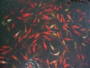 上海、南京_dscf2914