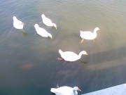 深圳实习_20101205446