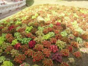 深圳实习_imgp5063