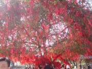 深圳实习_imgp5091