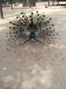 郑州开封_img_0027