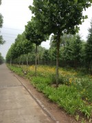 郑州开封_img_0030