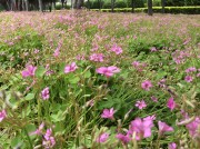 郑州开封_img_0037