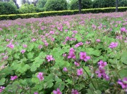 郑州开封_img_0038