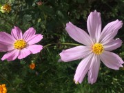 西藏重庆_img_1706