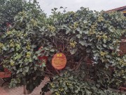 郑州2022_IMG_20220718_182815