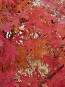 长沙冬季_IMG_20221215_141332