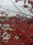 长沙冬季_IMG_20221215_141451