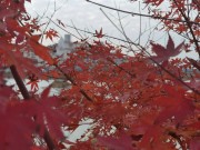 长沙冬季_IMG_20221215_141549